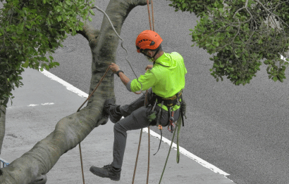 Commercial Tree Services Featured Image 2