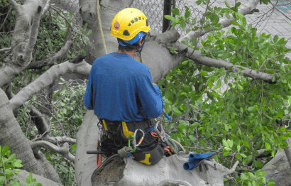 Commercial Tree Services Featured Image