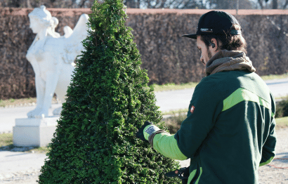 Tree and Shrub Trimming and Pruning Featured Image 2 (2)