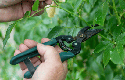 Tree and Shrub Trimming and Pruning Featured Image 2
