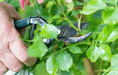 Tree and Shrub Trimming and Pruning