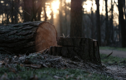 Tree Removal Featured Image 3