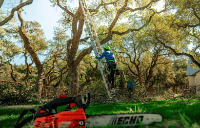 Tree Services Featured Images